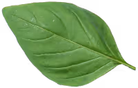 Leaf